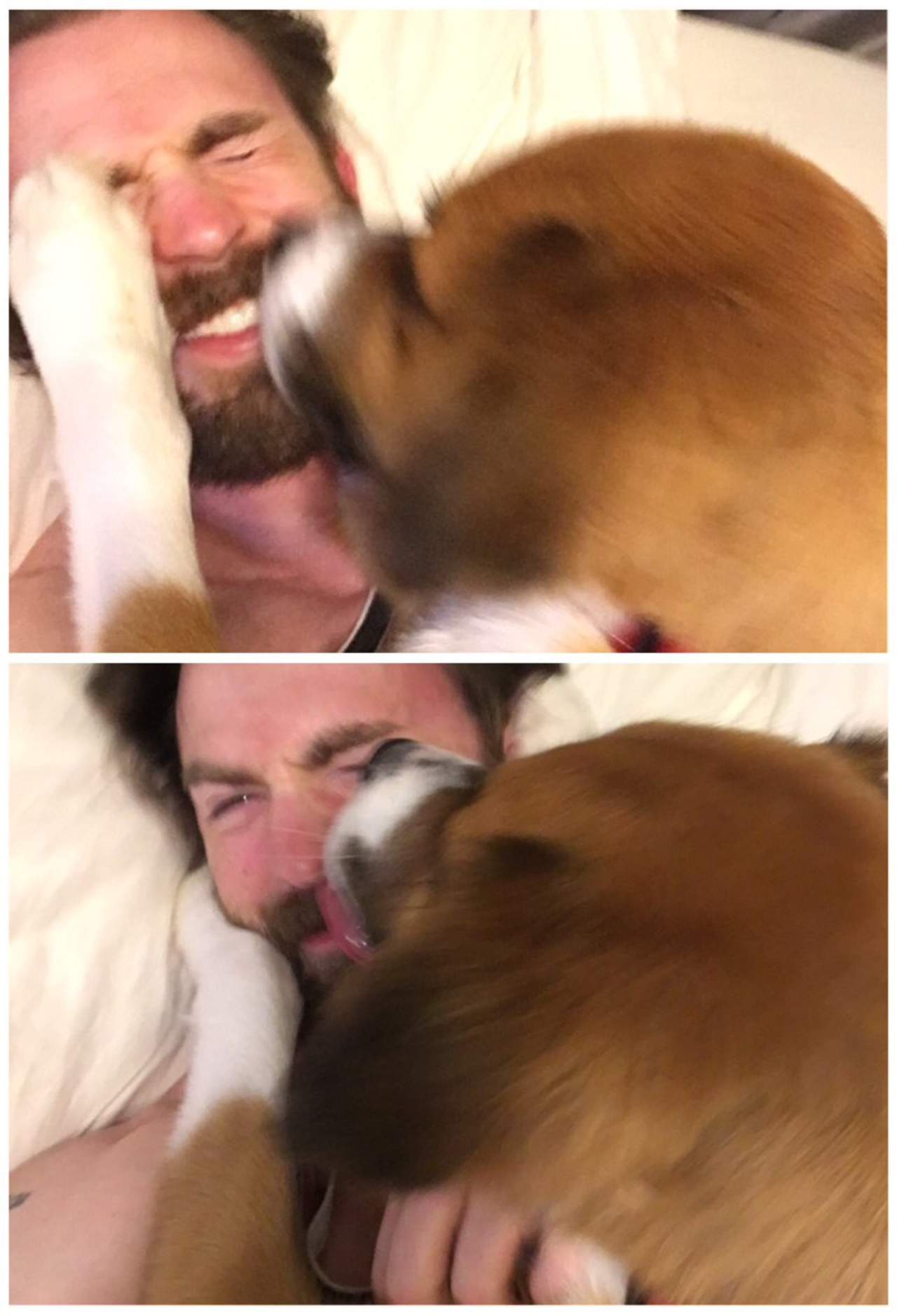Chris Evans y su perro 'enternecen' las redes sociales