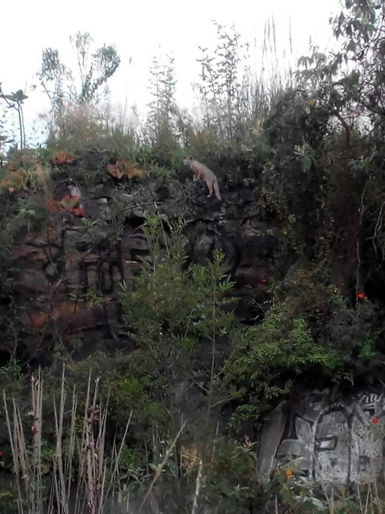 Encuentran zorra gris en Reserva Ecológica de San Ángel
