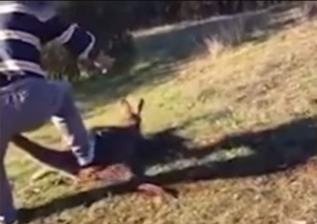 Degolló a un canguro en Australia y ahora podría ir a prisión