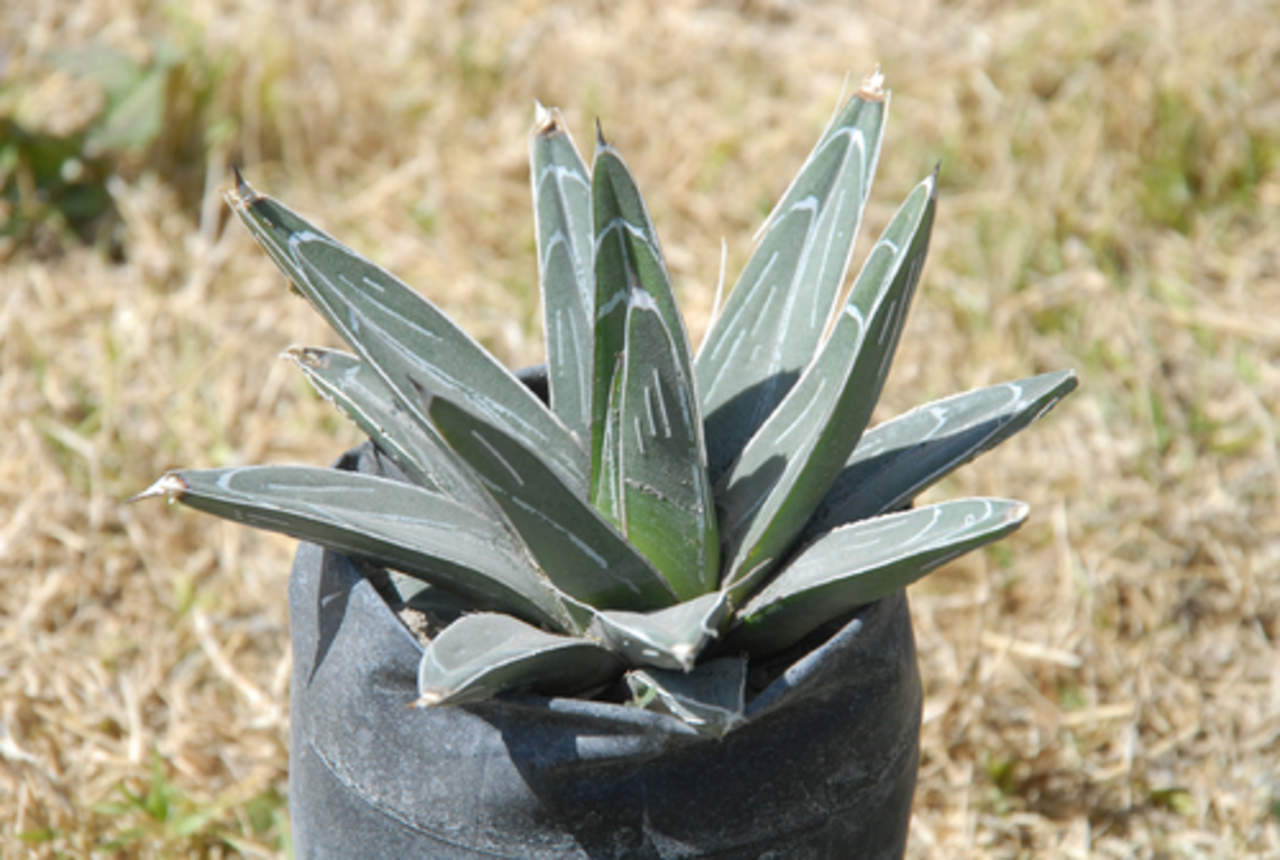 ¿Sabes qué es una noa, la planta endémica de Torreón?