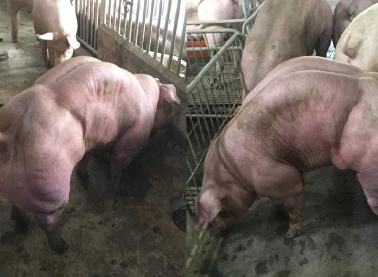 Granja en Camboya cría ‘cerdos mutantes’