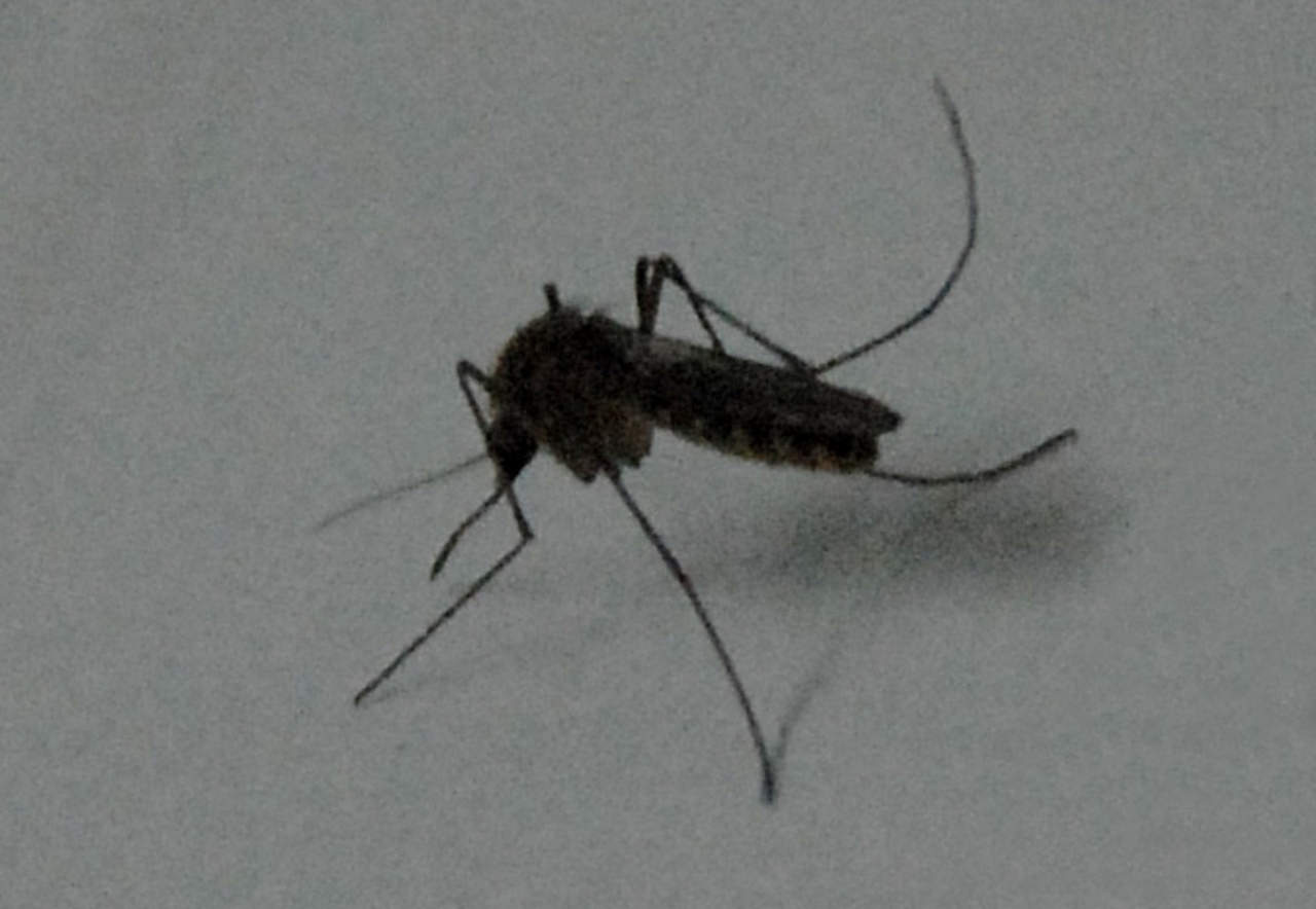 Proyectan aumento de casos de dengue por cambio climático