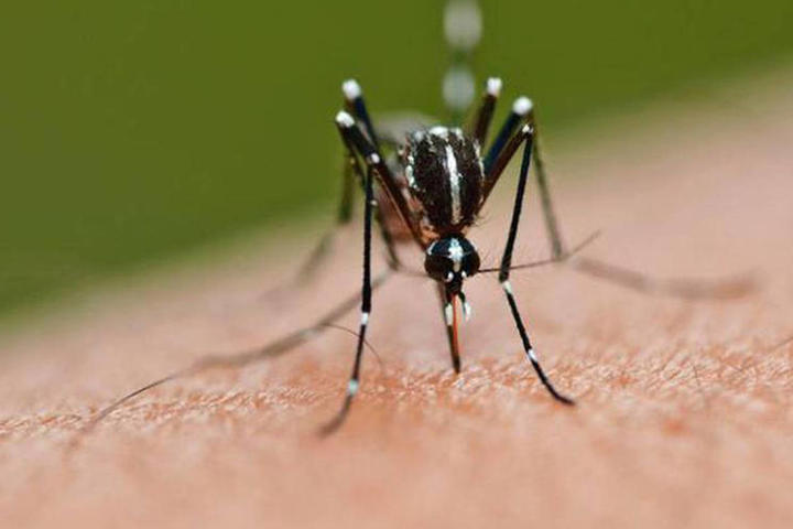 Reportan dos casos de zika y uno de dengue en Piedras Negras
