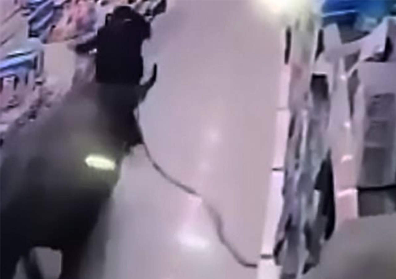 Búfalo entra a tienda y ataca a mujer embarazada