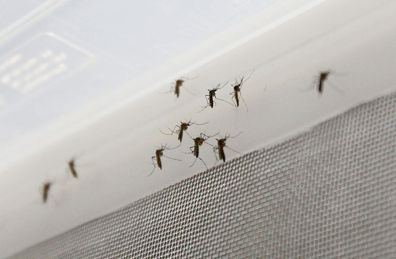 En Coahuila, sube cifra de pacientes infectados por dengue
