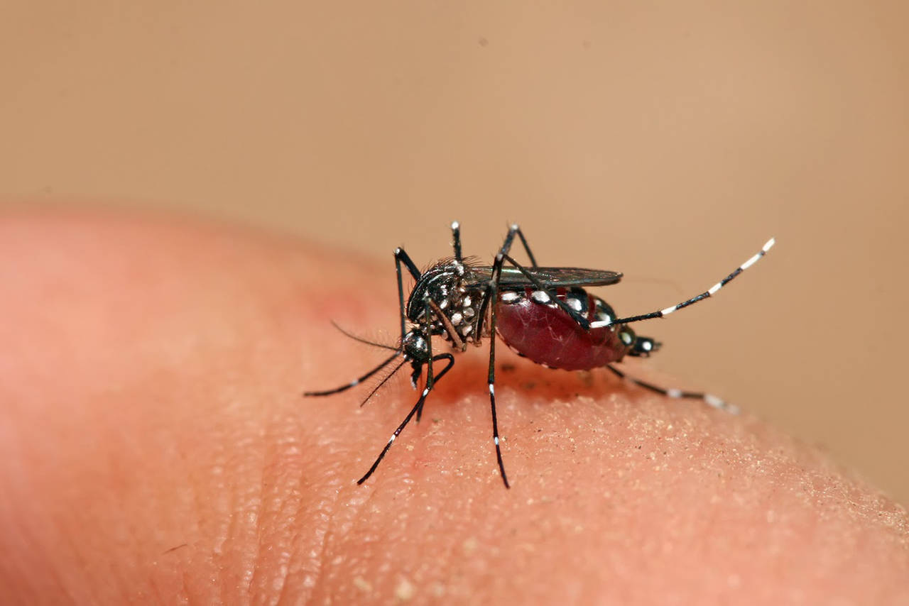 Coahuila registra 59 casos de dengue