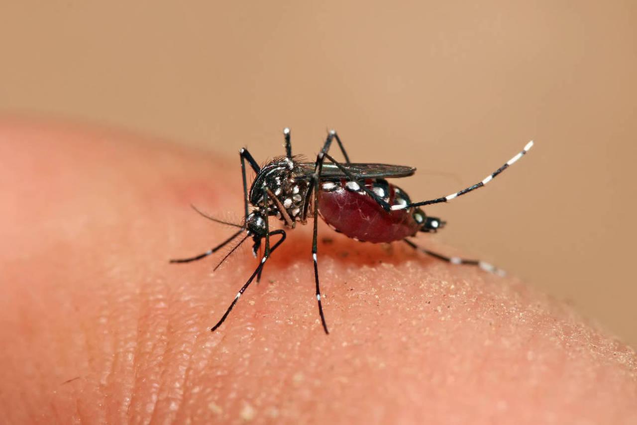 Persiste aumento de dengue en Coahuila