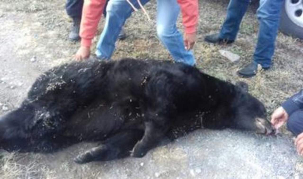 Agresiones de osos incidió en muerte de un ejemplar