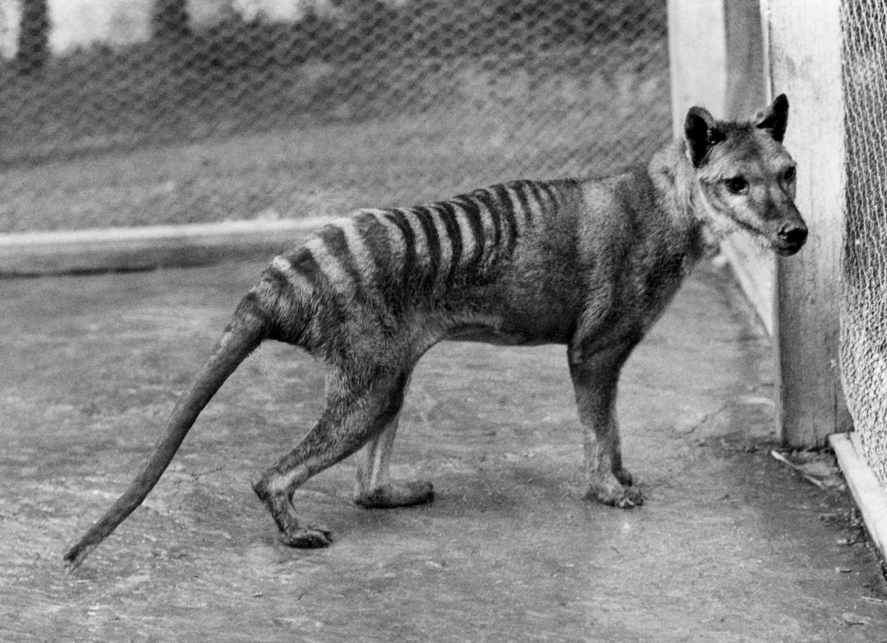Así era el Tigre de Tasmania