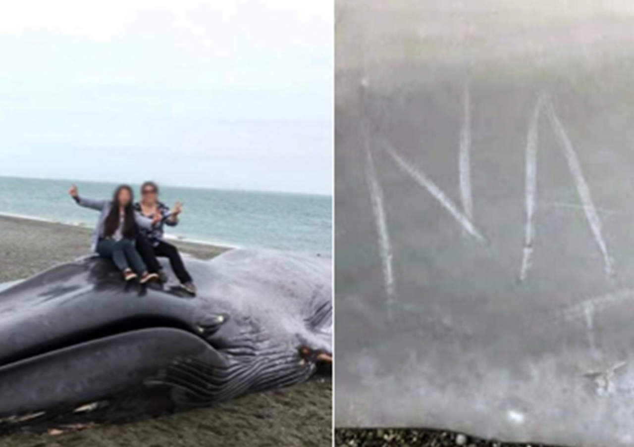 Vandalismo a ballena varada causa indignación