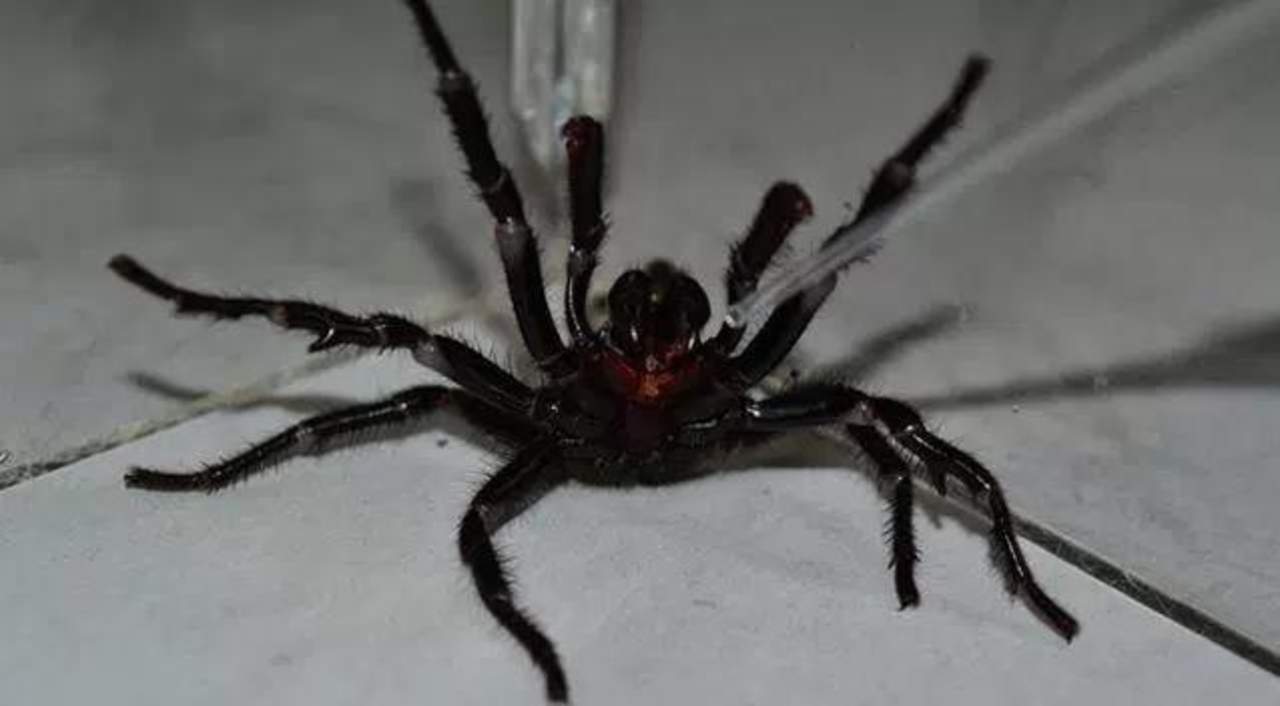 Colossus: la araña más grande de Australia