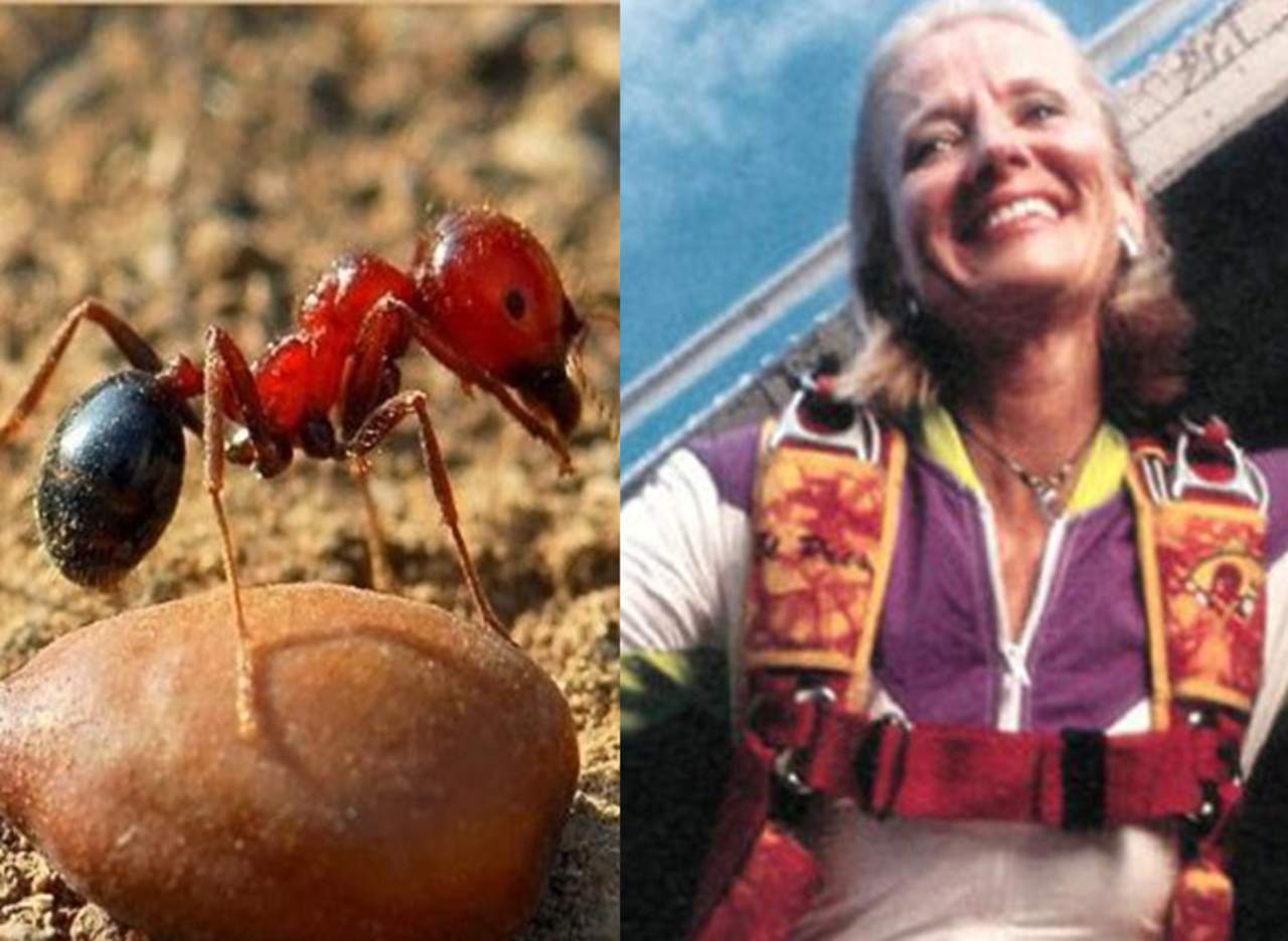 Hormigas de fuego salvan la vida a una paracaidista