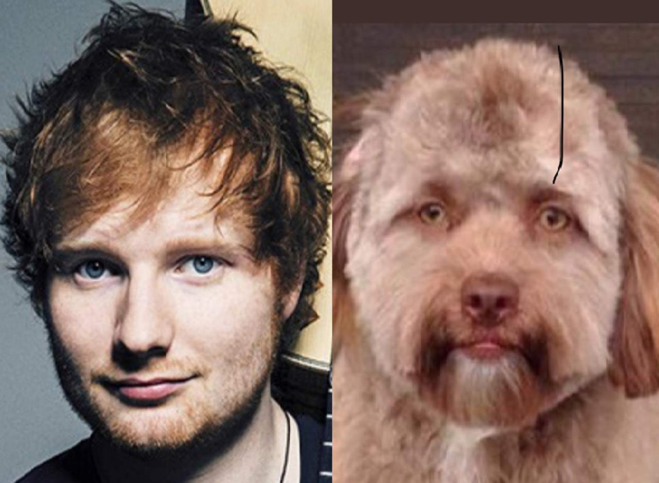 El perro ‘con cara humana’ y su extraño parecido con las celebridades