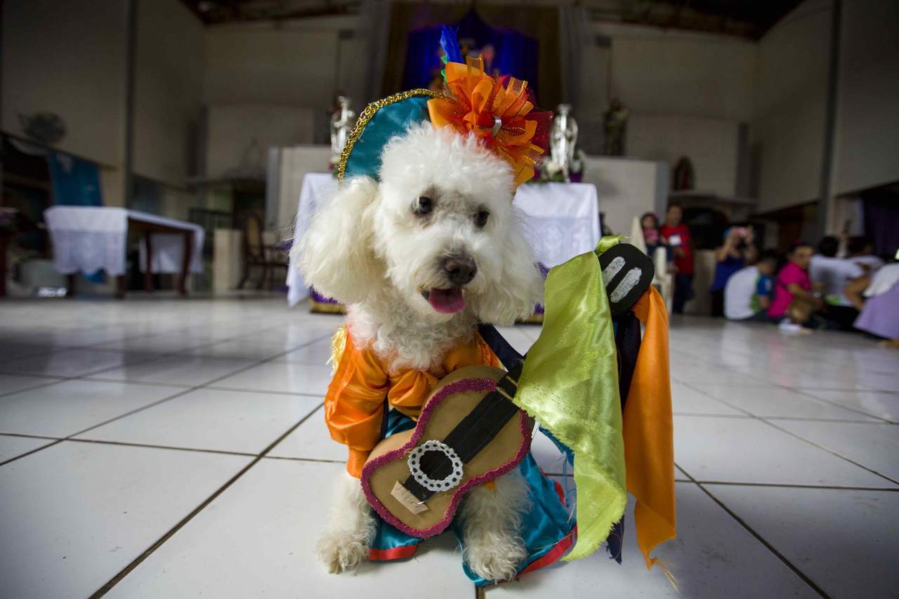 'Peregrinan' cientos de perros en Nicaragua