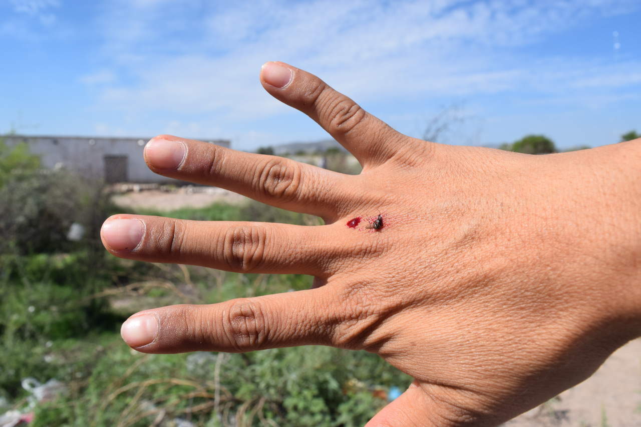 Buscan combatir dengue en Baja California con mosquitos modificados