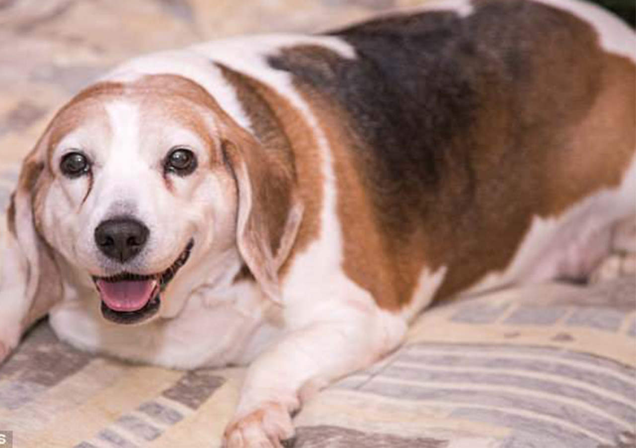 Beagle pierde 11 Kg y su transformación se hace viral