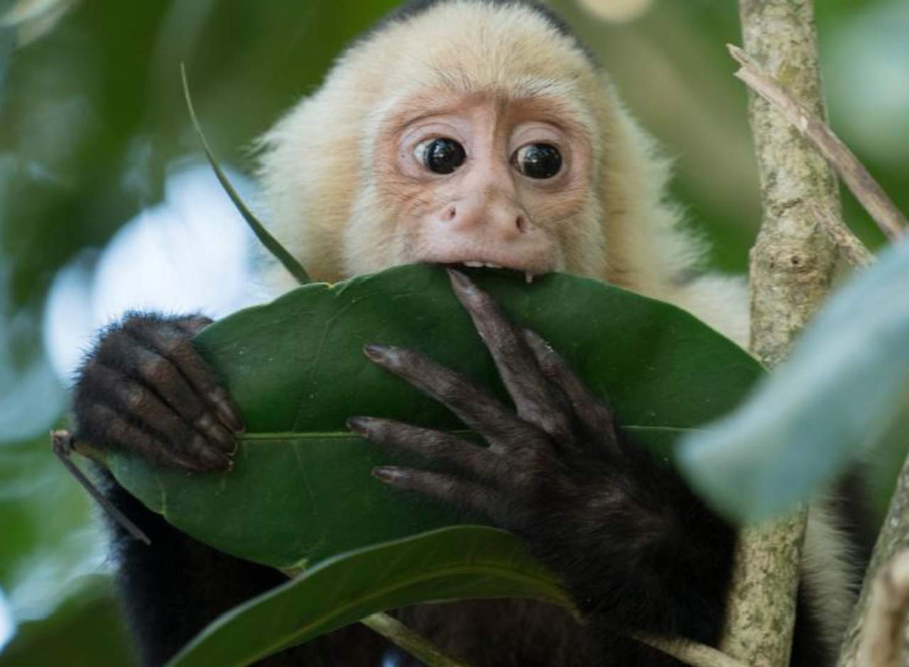 ¿Son legales los monos capuchinos como mascotas en CDMX?