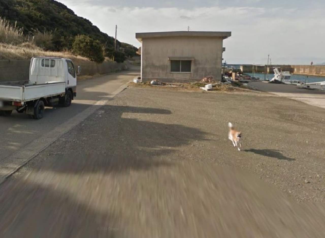 Perro es el ‘héroe de internet’ por perseguir auto de Google Maps