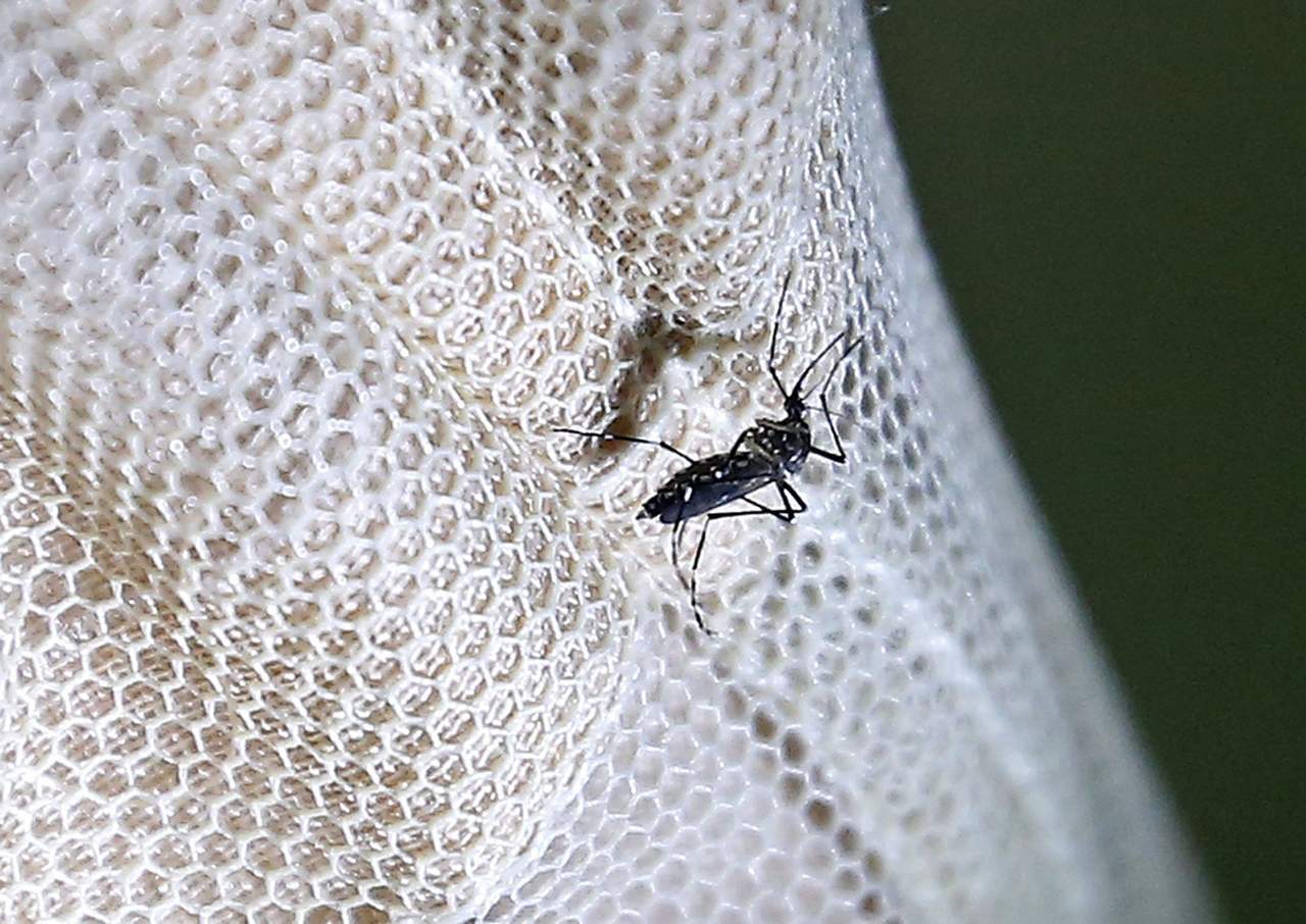 Cómo protegerse contra el dengue, zika y chikungunya