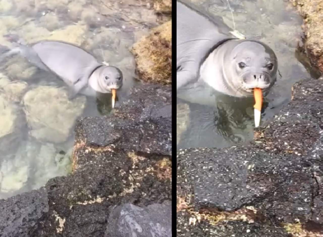Imágenes de una foca bebé con un cuchillo causan polémica