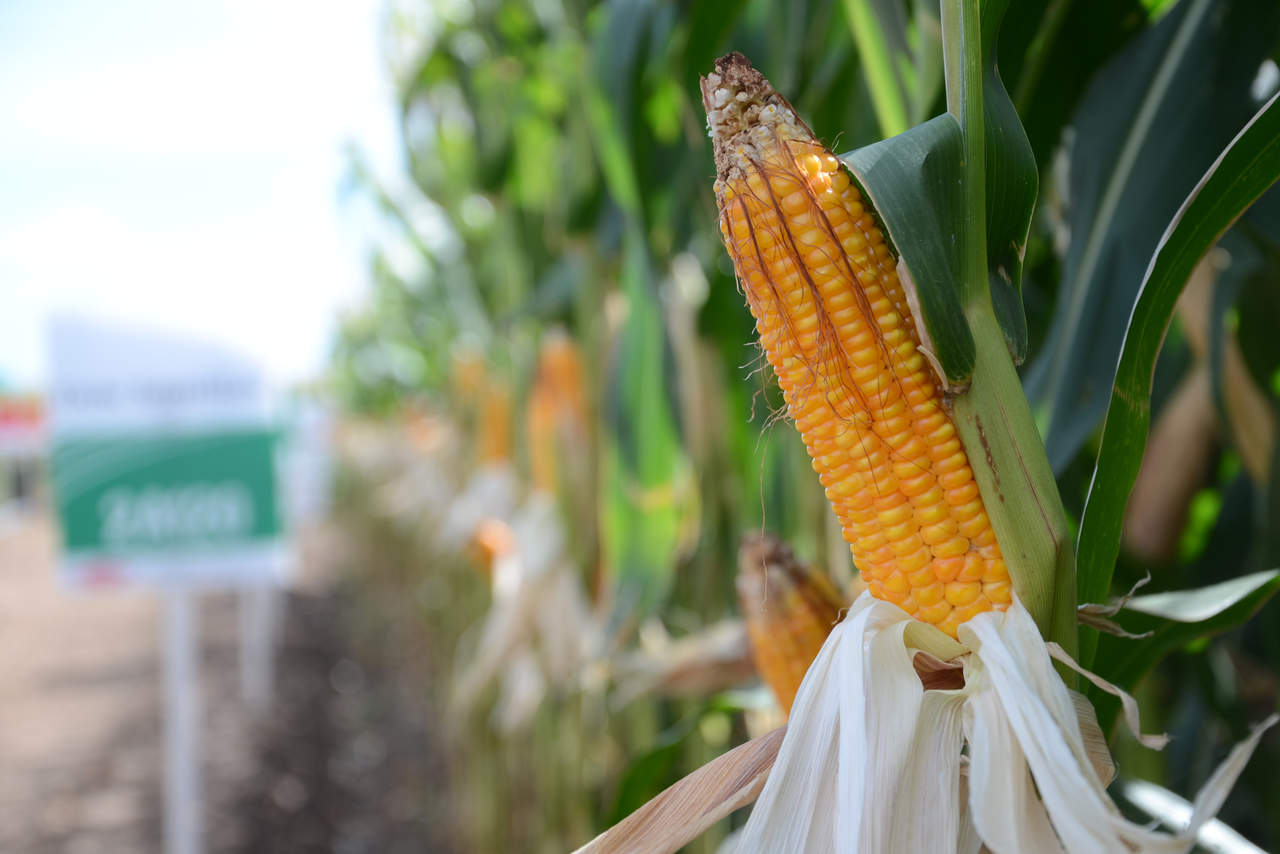 Sin inversión al campo, productores de maíz ven riesgo ante el TPP