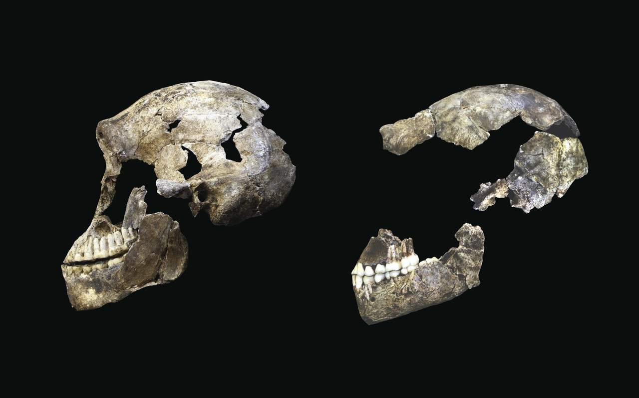 Homo naledi, con un cerebro similar al nuestro