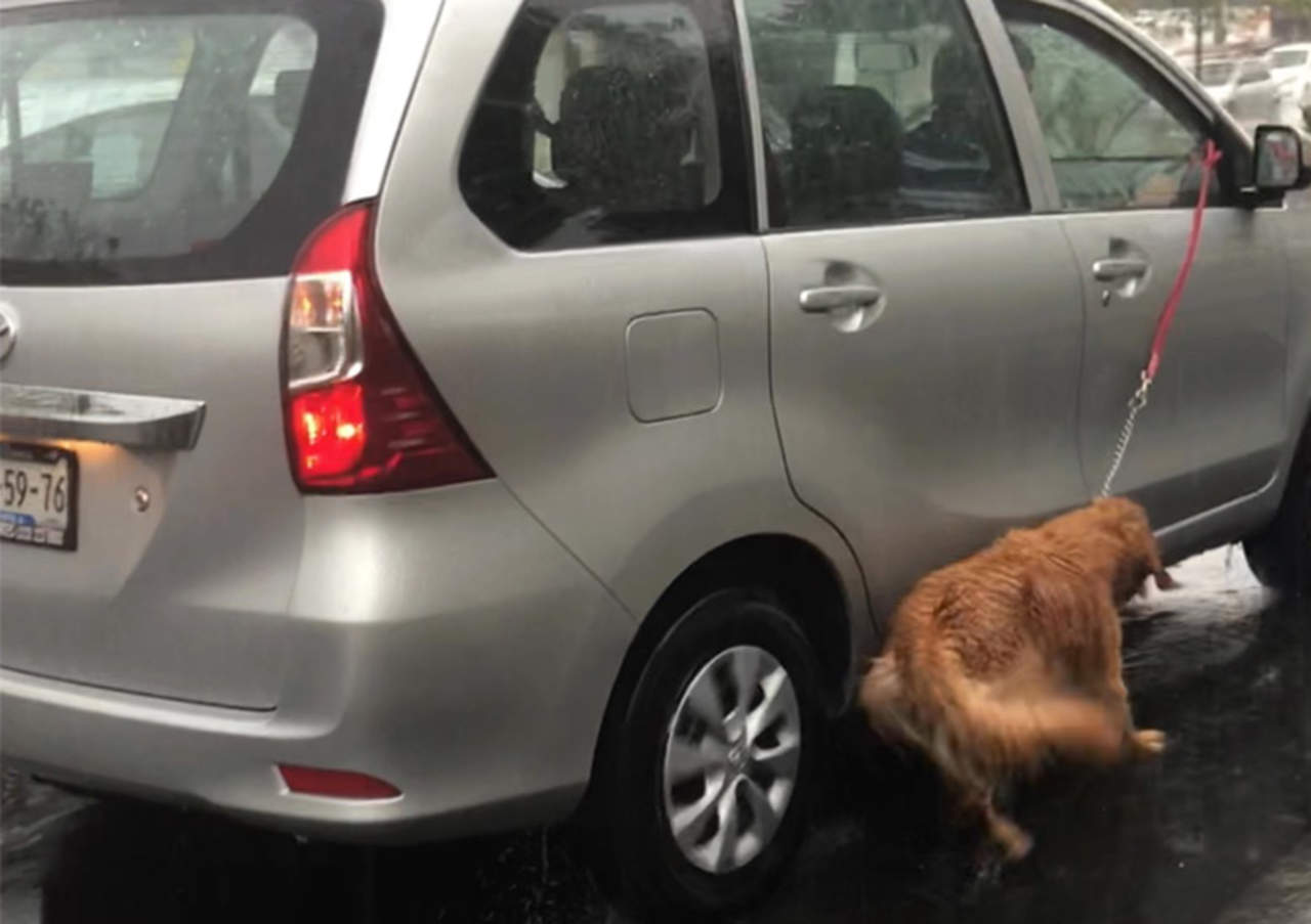 VIRAL: Llevan a su mascota atada al auto y generan enojo