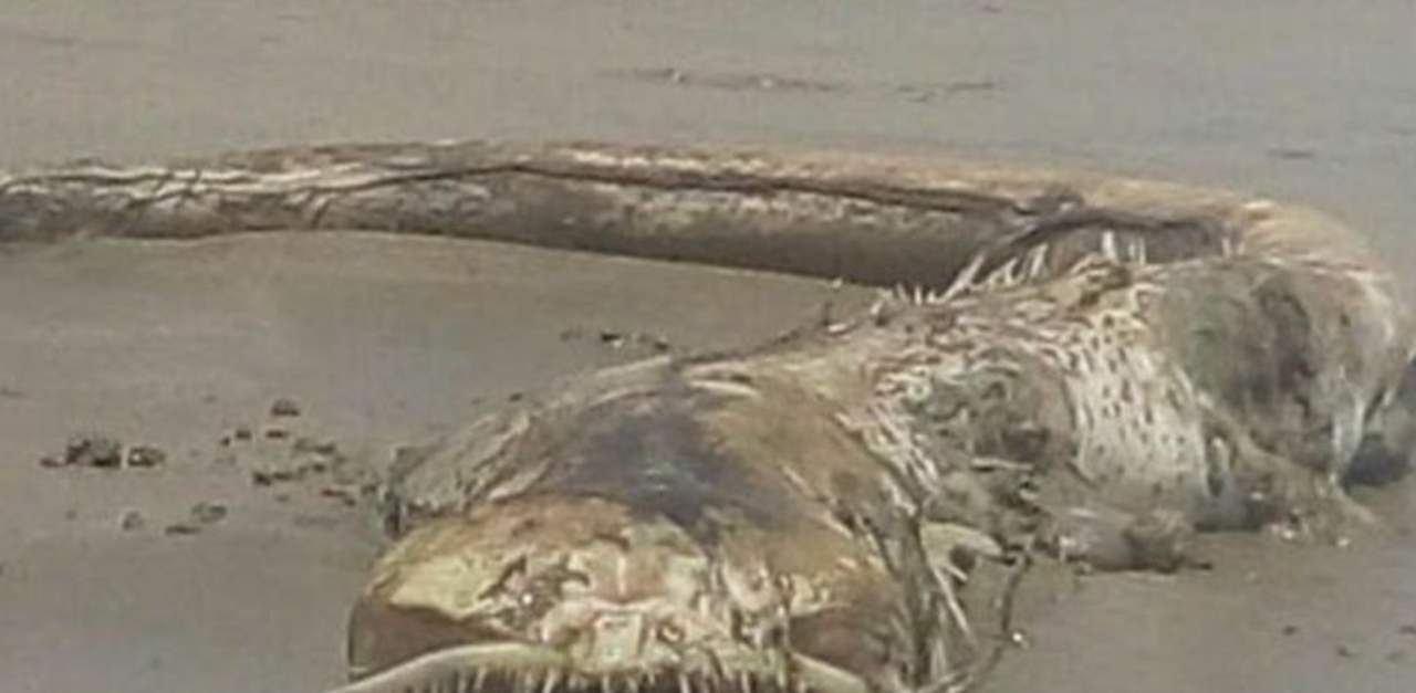 Encuentran extraña 'criatura' en las playas de Mazatlán