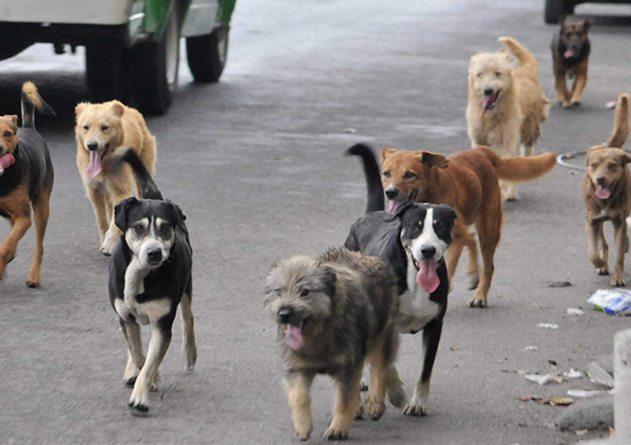 VIRAL: 'Los perros metiches' se apoderan de las redes