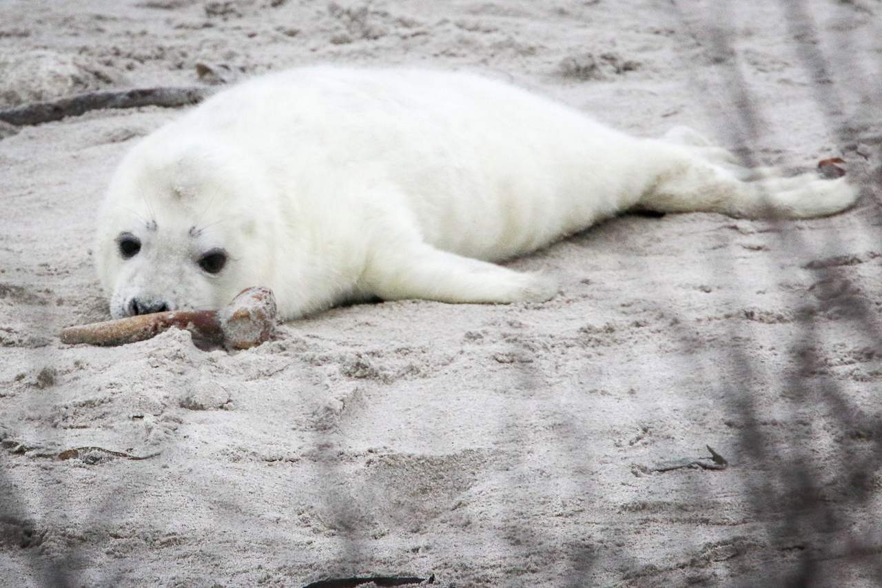 Con focas en los mares antárticos evaluarán efectos del cambio climático