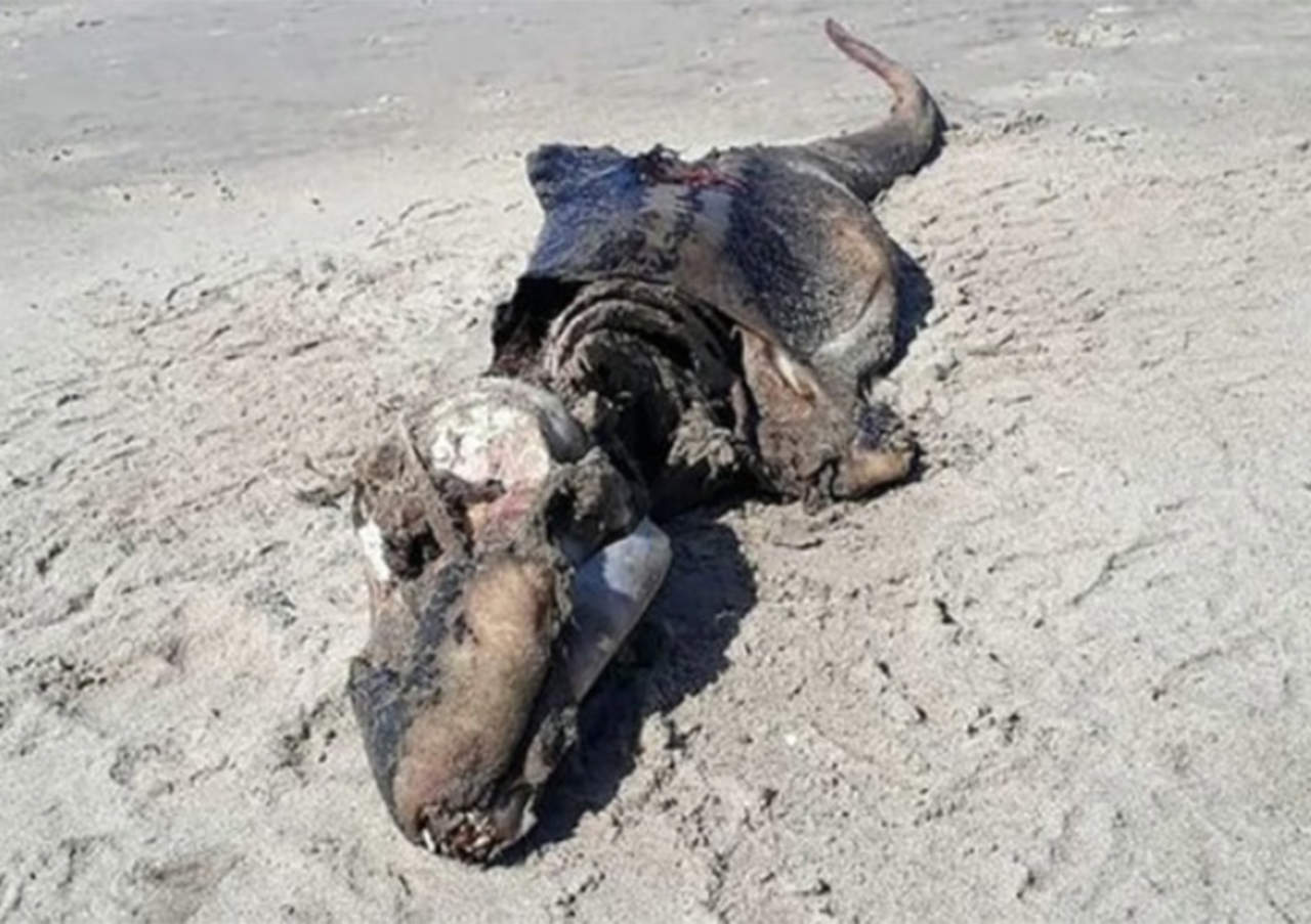 VIRAL: Encuentran espeluznante criatura en playa de Reino Unido