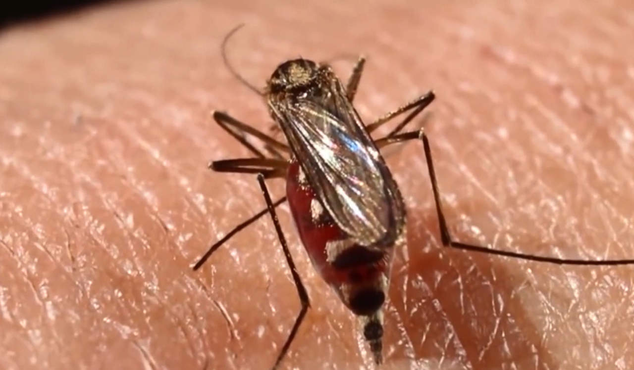 Refuerzan medidas preventivas para evitar dengue, zika y chikungunya