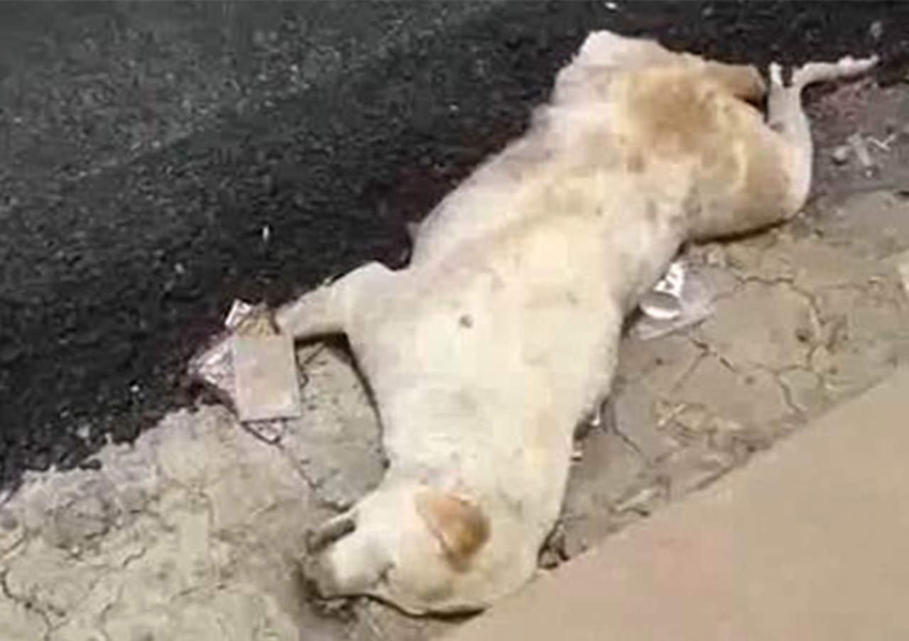 Construyen carretera sobre perro que dormía