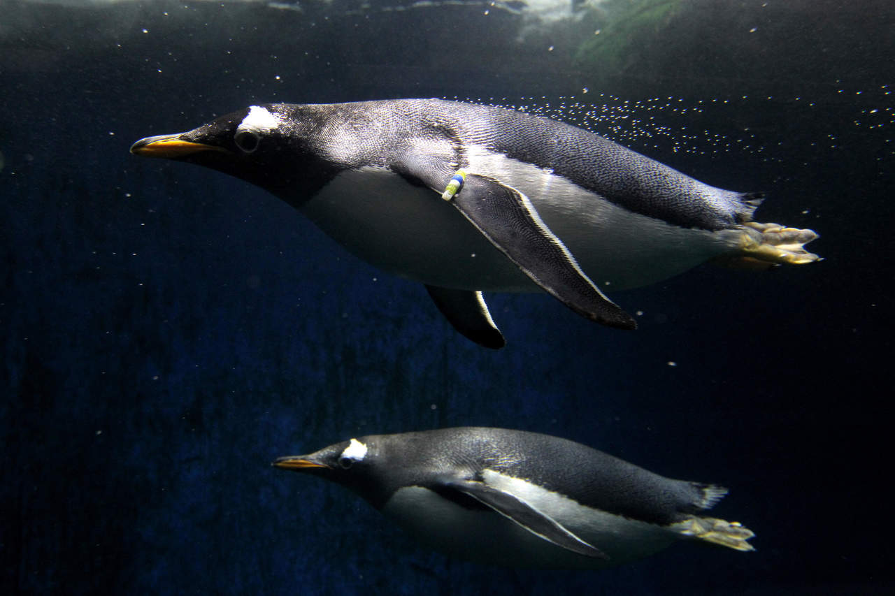 Científicos 'ciudadanos' contribuyen a estudio sobre pingüinos
