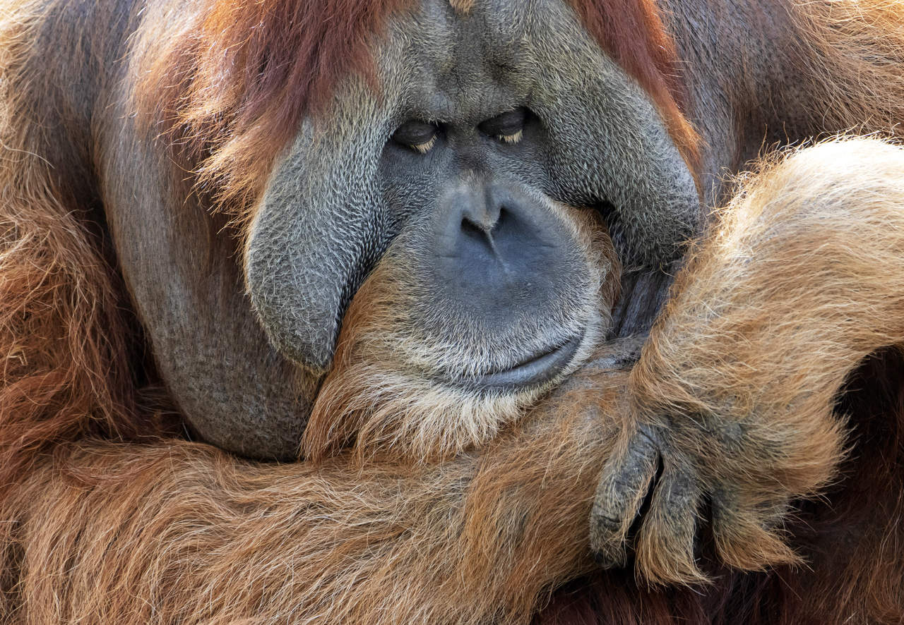 Investigadores plantean reevaluar condiciones de orangutanes