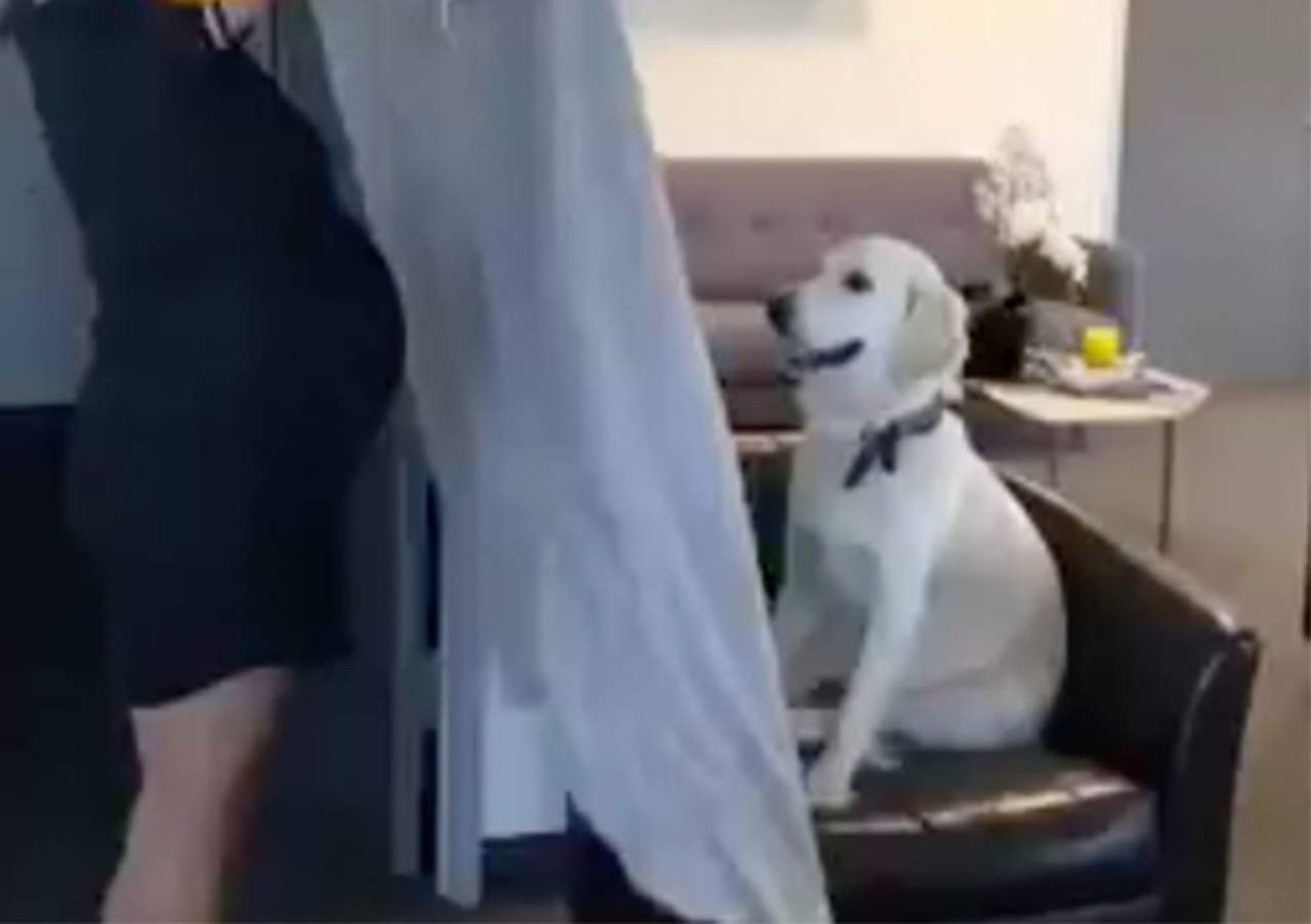VIDEO: Hacía reto viral con su mascota pero no salió bien