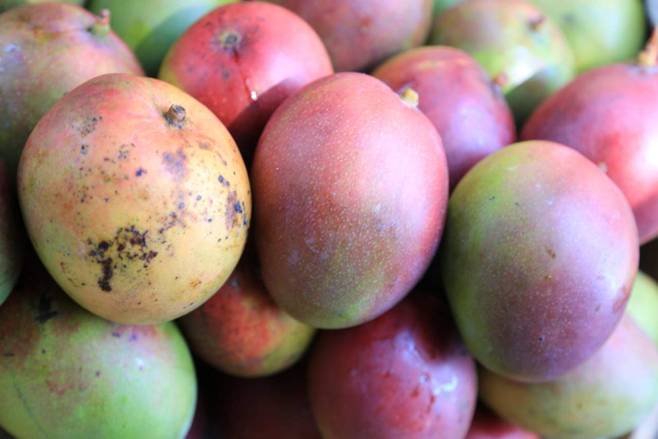 Utilizan desperdicio de mango para producir celulosa bacteriana