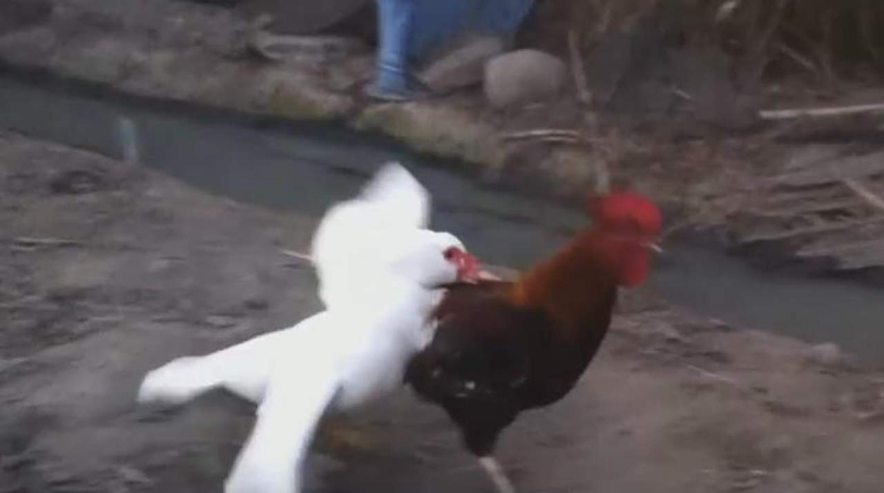 VIDEO: La viral batalla entre un gallo y un pato