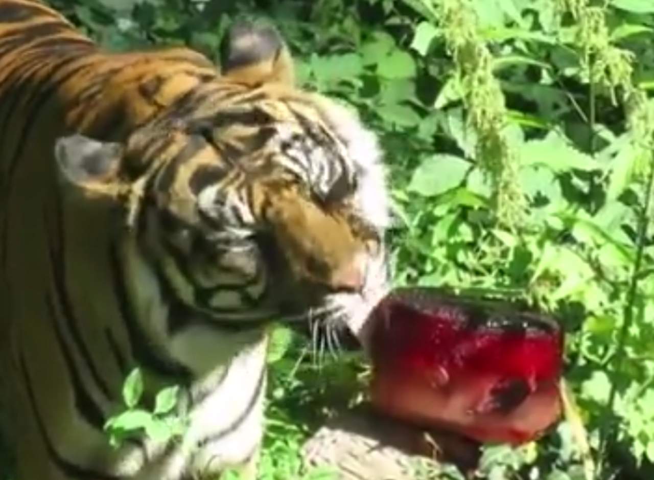 Zoológico ayuda a tigres a combatir el calor de forma curiosa