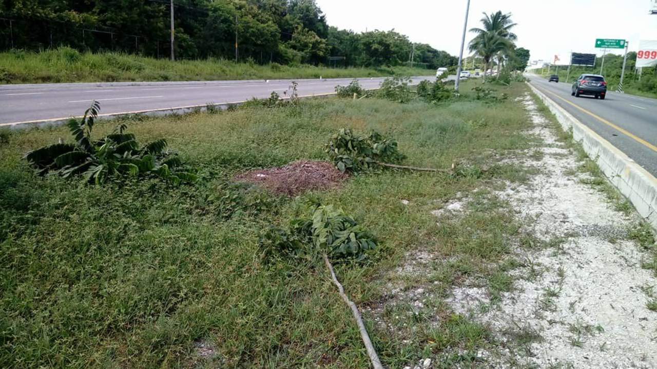 Activistas denuncian tala de más de 500 árboles en Quintana Roo