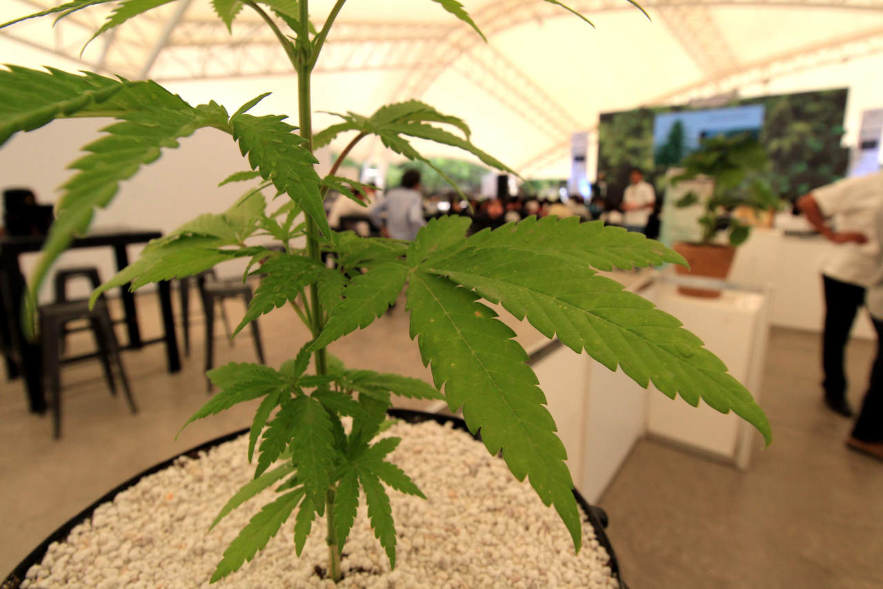 Organización apoya propuesta de legalización de drogas