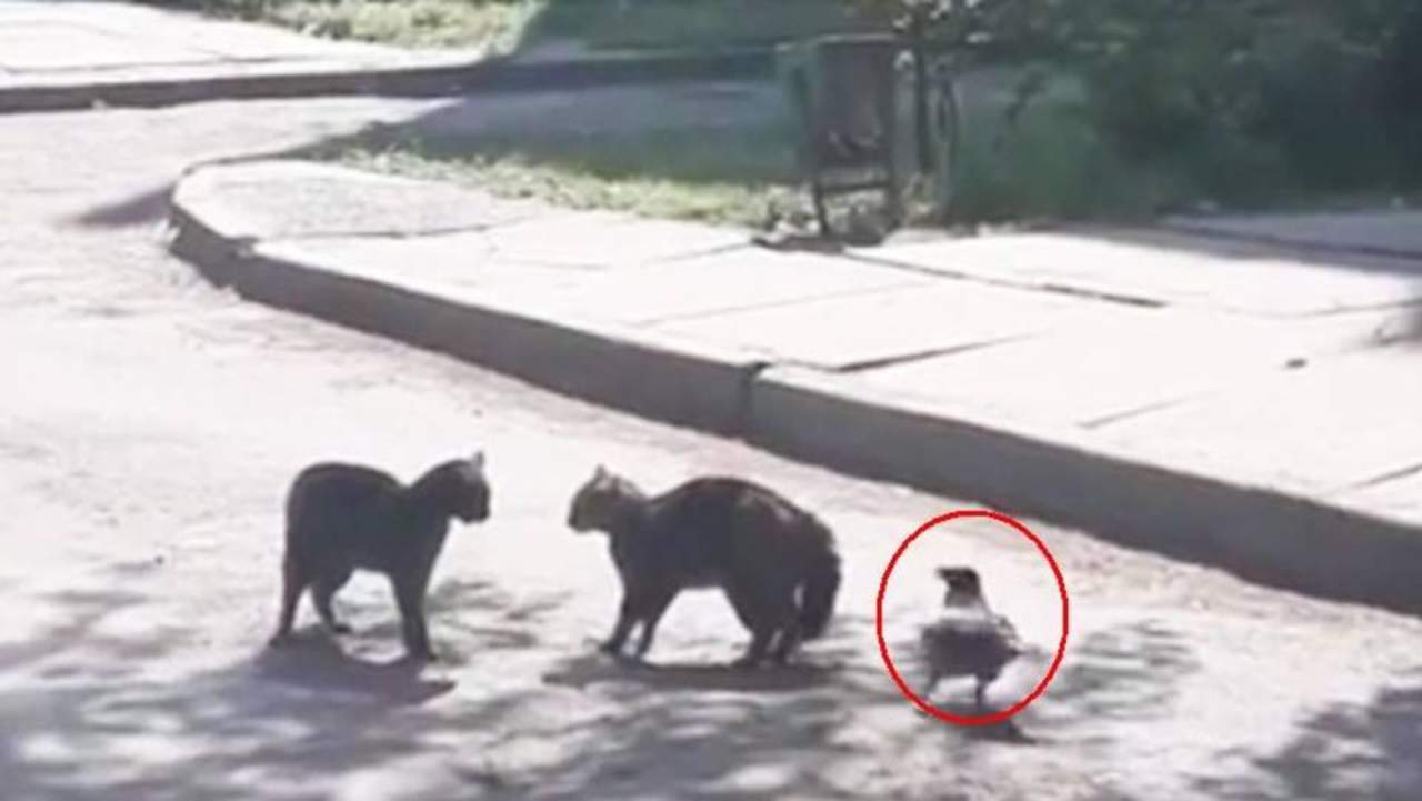 VIRAL: Cuervo se interpone entre la pelea de dos gatos