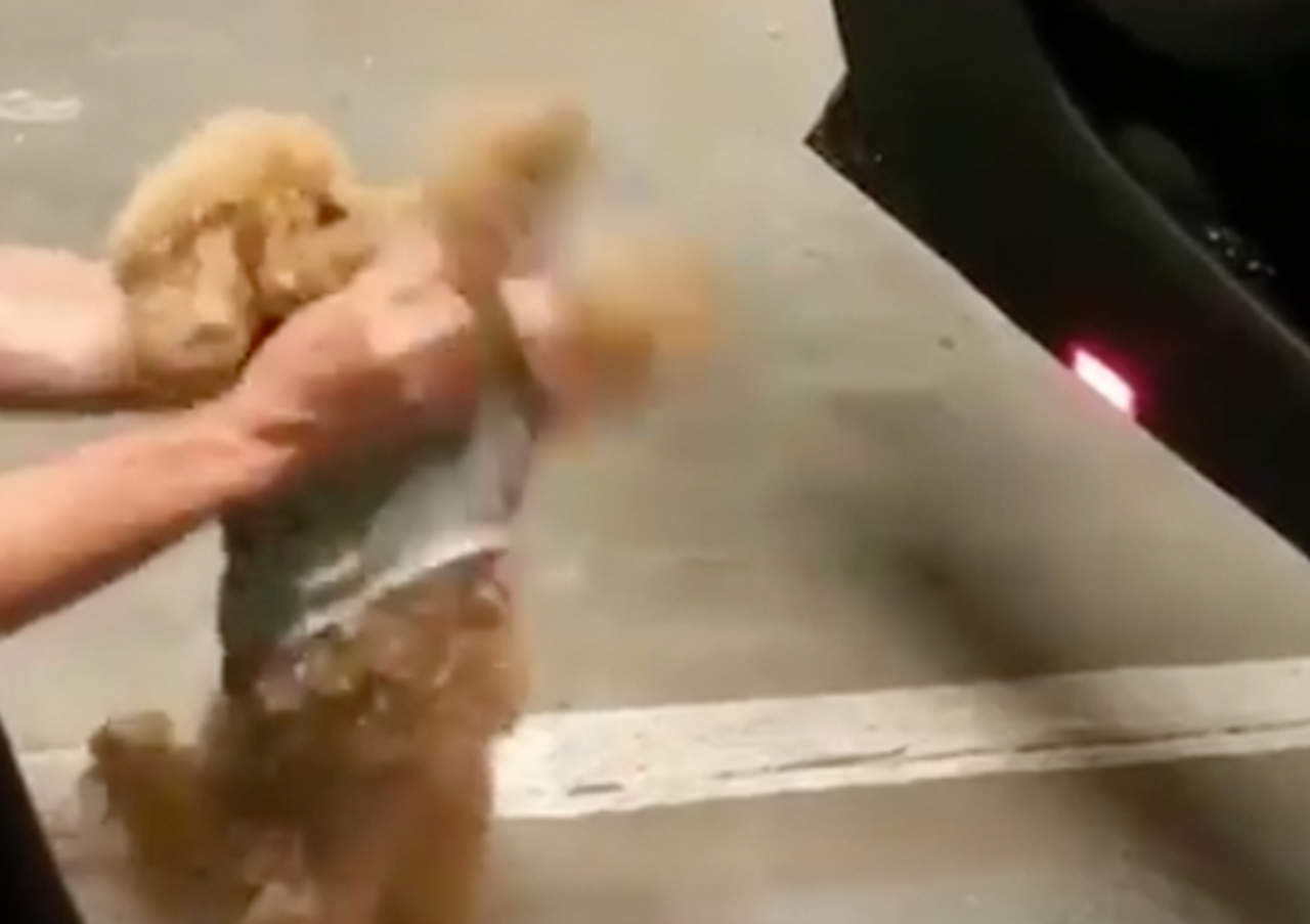 VIDEO: Tierno cachorro se suma a reto viral