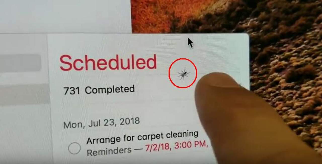 VIRAL: Encuentra araña atrapada en la pantalla de su iMac