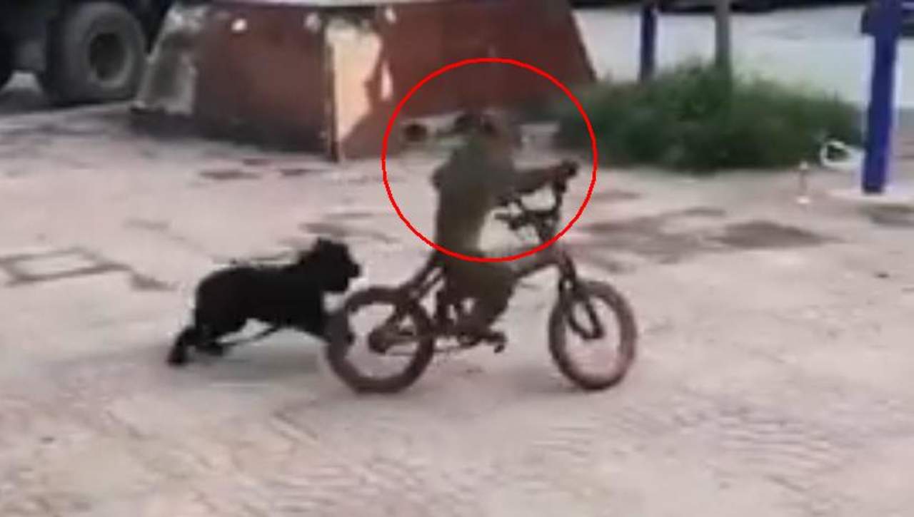 VIRAL: Mono protagoniza persecución en una bicicleta
