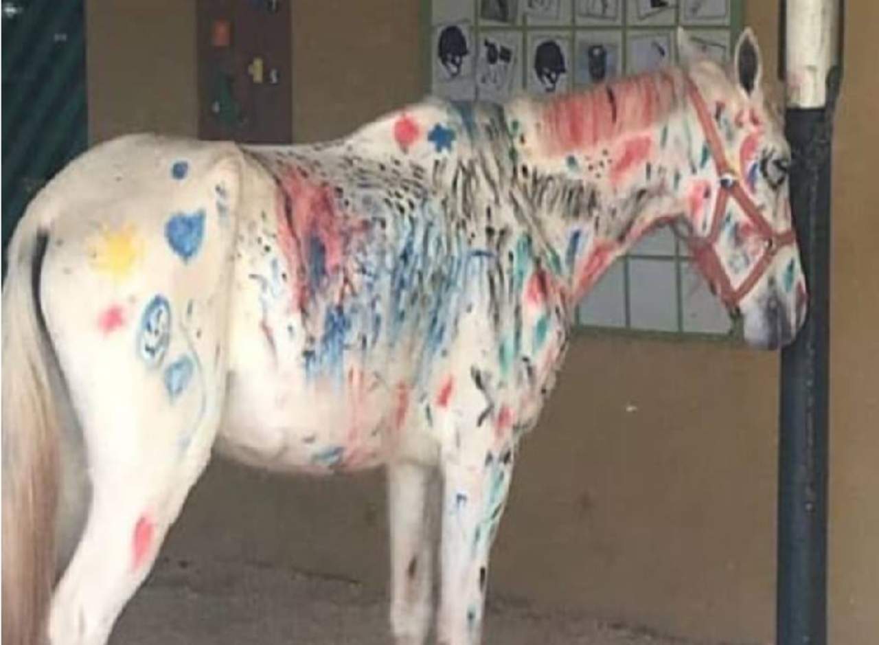 Niños pintan sobre caballo y causa indignación