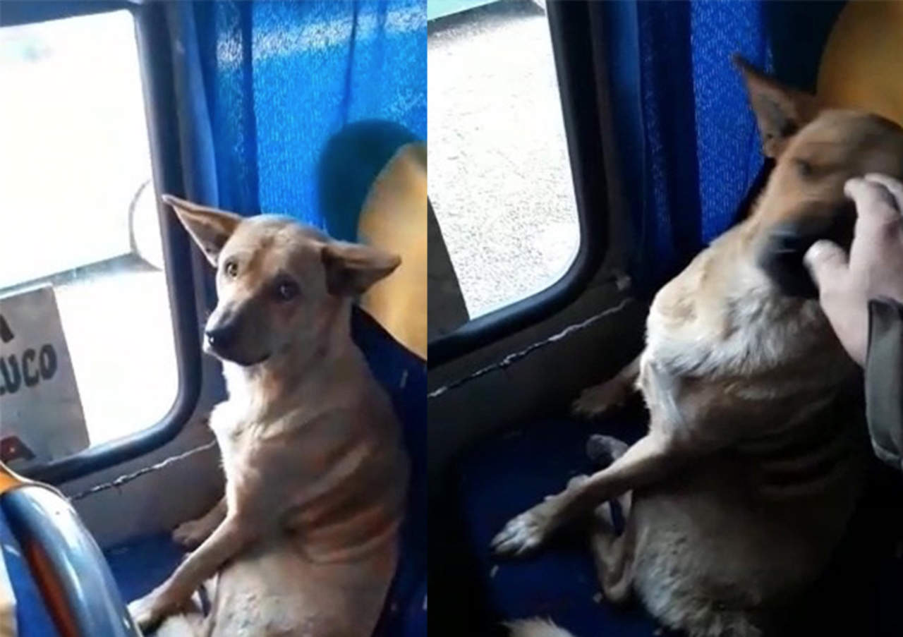 VIRAL: Perro sube a su autobús y él le da una lección a todos