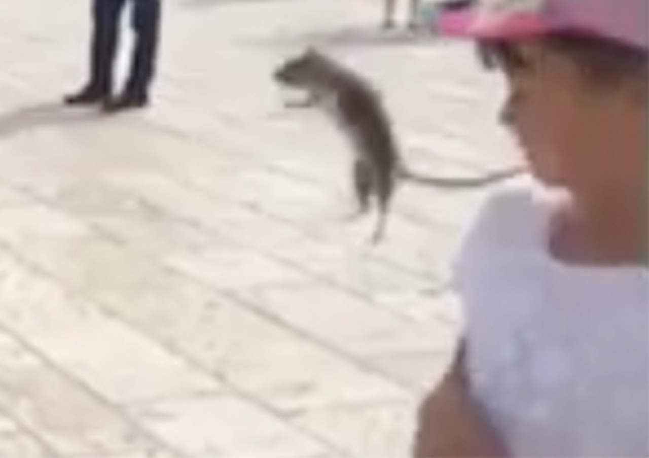VIDEO: Huían de rata y algo inesperado sucede