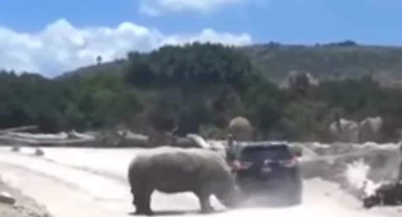 VIRAL: Rinoceronte ataca a una familia en parque de Puebla