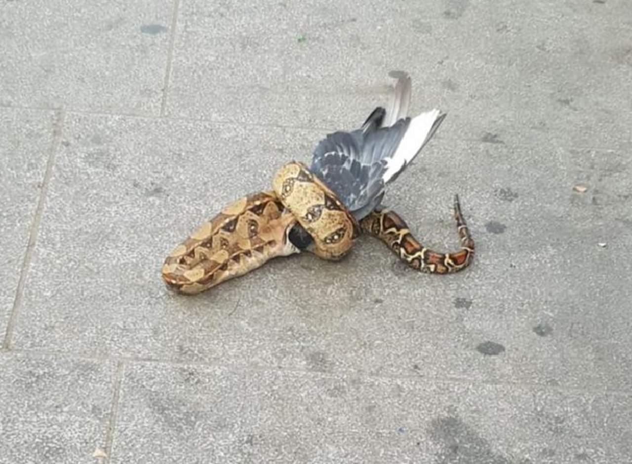 Captan a serpiente comiéndose una paloma en plena calle